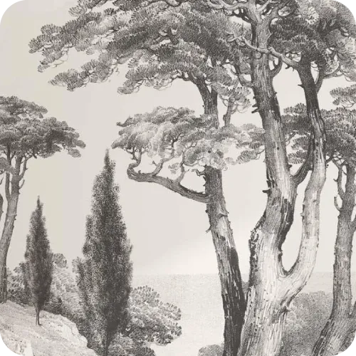 Premium Monochrome Color Wallpaper